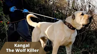 Powerful Kangal - The Wolf Killer