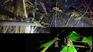 Hunting  frog at night video