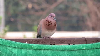 Laughing Dove Call