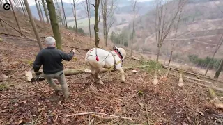 HORSE logging in difficult terrain