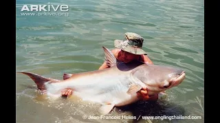 Как рыбаки реки Меконг поймали в сети рекордный экземпляр гигантского сома (Pangasianodon gigas) ?