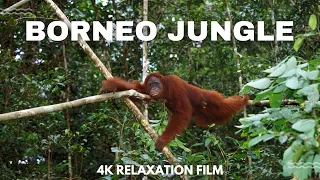Borneo Jungle 4K- Amazing Tropical Rainforest in Asia With Wild Animals | Scenic Relaxation Film