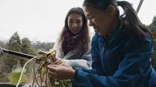 Harvesting Fresh Wasabi in the Beautiful Fields of Shizuoka