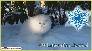 Funny Cats and Kittens Playing in the Snow