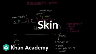 Meet the skin! (Overview) | Integumentary system physiology | NCLEX-RN | Khan Academy