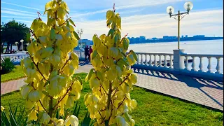 ГЕЛЕНДЖИК-КАБАРДИНКА! БОЛЬШАЯ АВАРИЯ. ИДУТ МОРОЗЫ. ПОГОДА НА МОРЕ. 24.11.2021