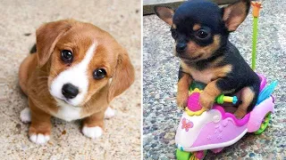 Baby Dogs 🔴 Cute and Funny Dog Videos Compilation #28 | 30 Minutes of Funny Puppy Videos 2022