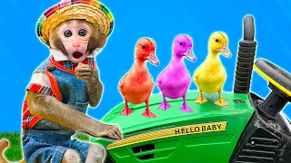 DoDo Baby Monkey Captain Drives a Tractor on a Farm Adventure | Adorable Duckling Eats Watermelon