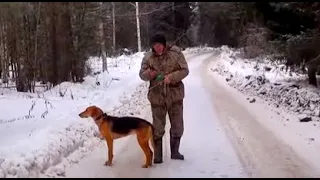 Выгнали зайца на костёр - Кировские гончие и Говоруша вл. Шатров В.А.