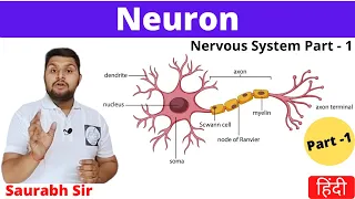 Neuron|| Nervous System in Hindi || Nursing, NEET