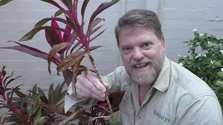 How To Grow a Cordyline From Cuttings and Growing Tips