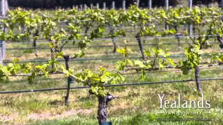 Yealands Winery Vine Growing Timelapse