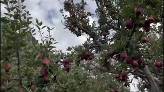 Kinnaur apple garden, apple tree, kinnaur apple tree, Sangala apple, apple farmers, apple juise