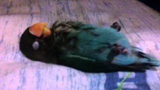 My lovebird sleeping like a human funny video !!!!!