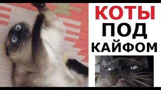 Лютые КОТЫ-АЛКАШИ. Обожрались кошачьей мяты и ловят кайф