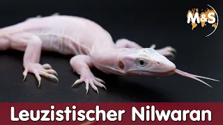 LEUZISTISCHER Nilwaran | Neues Tier aus Afrika !