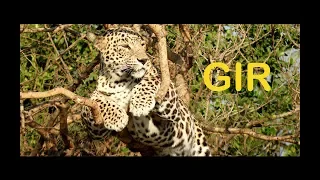 GIR FOREST, GUJRAT, CREATURES OF GIR