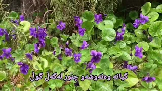 مەزهەری خالقی گۆرانی کیژۆڵە