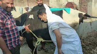 Rumenotomy in cow l Recurrent tympany l Dr Umar Khan