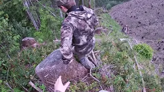 Oregon spring bear 5/12/2019 GoPro Hero 7