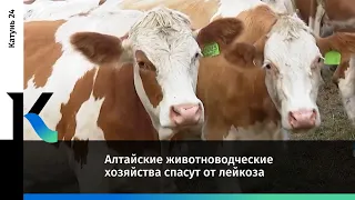 Алтайские животноводческие хозяйства спасут от лейкоза