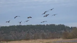 Nature Minute 50: Cackling Geese
