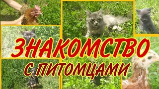 ЗНАКОМСТВО С КАНАЛОМ КРЫМСКИЕ ДВОРНЯГИ / Собаки , кошки , коты , курица , цыплята