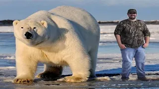 The biggest Polar bear in the world