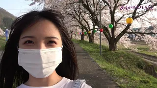 桜を見てきたよ～