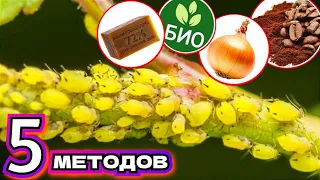 ТЛЯ БОИТСЯ ЭТОГО КАК ОГНЯ! Лучшее средство от тли из 5 методов