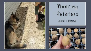 Planting Potatoes - April 2024 - Virginia 6b/7a