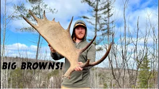 Moose Shed Hunting Northern Ontario 2022 - Big browns!