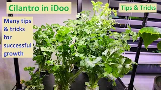 Cilantro growing in iDoo 8-pod hydroponics system, Lots of tips, MaxiGro nutrients