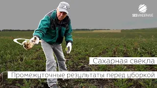 Инспекция производственных участков новых гибридов сахарной свеклы от SESVanderHave®