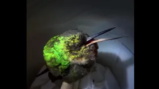 Cute hummingbird snoring for 10 minutes