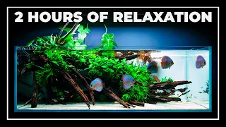 2 Hours of RELAXATION with Magnificent DISCUS Fish