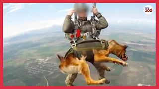 Russias paratroopers jump from planes with DOGS | Deploy parachuting military dogs in 2022