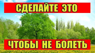 11 Августа –Калинов День. Сделайте Это Чтобы Не Болеть. Приметы 11 Августа.