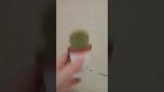 пересаживаю кактус 🌵🌵🌵