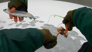 Seliavų žvejyba nuo ledo