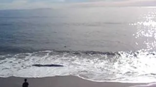 labrador swimming in ocean