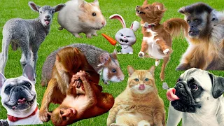 Cute animal sounds around us: Hamster, Monkey, Rabbit, Capybara, Hedgehogs, Goat, Cat & Dog