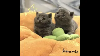 【ブリティッシュショートヘア　子猫】３つ子の子猫ちゃん🎃