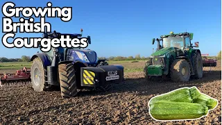 How courgettes are grown