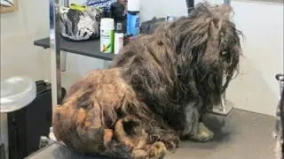 Бездомную собаку постригли впервые за всю ее жизнь, вы не поверите узнав какой она стала