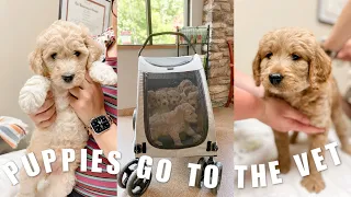 GOLDENDOODLE PUPPIES FIRST VET VISIT