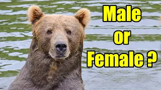 Alaska Grizzly Bear / Brown Bear Gender Identity and Age Estimation Tips