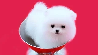 Mini Spitz White