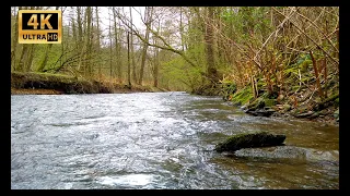 4K video. The quiet sound of the river. Birds singing in the Forest. Sounds for sleep