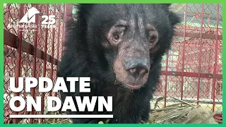 Update on Dawn: the most broken bear we've met in years